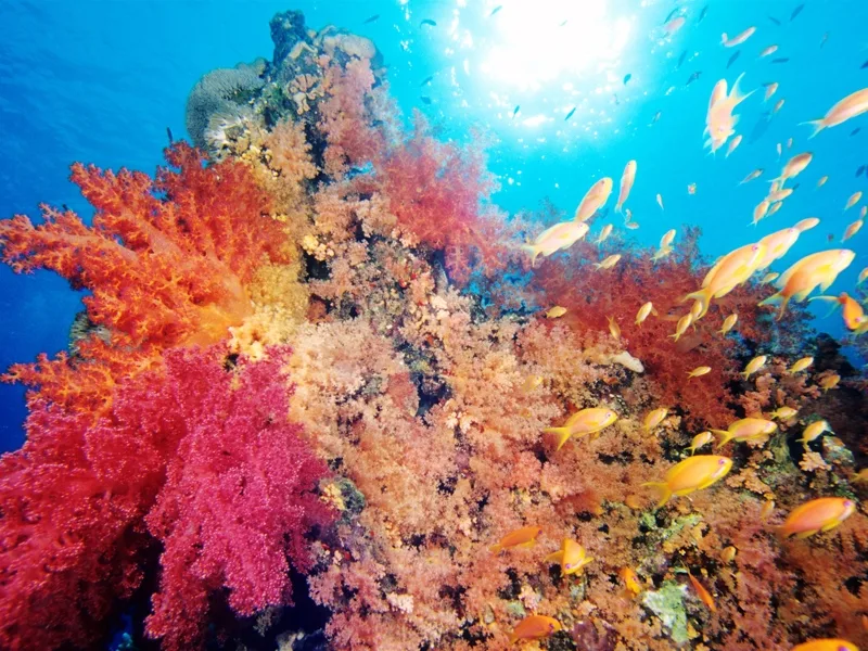 snorkeling port ghalib